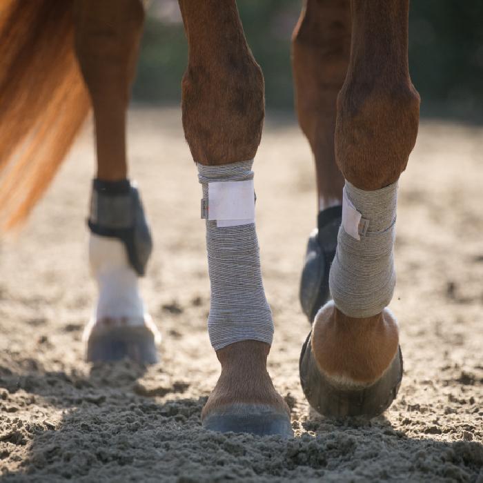 Incrediwear Equine pintelit